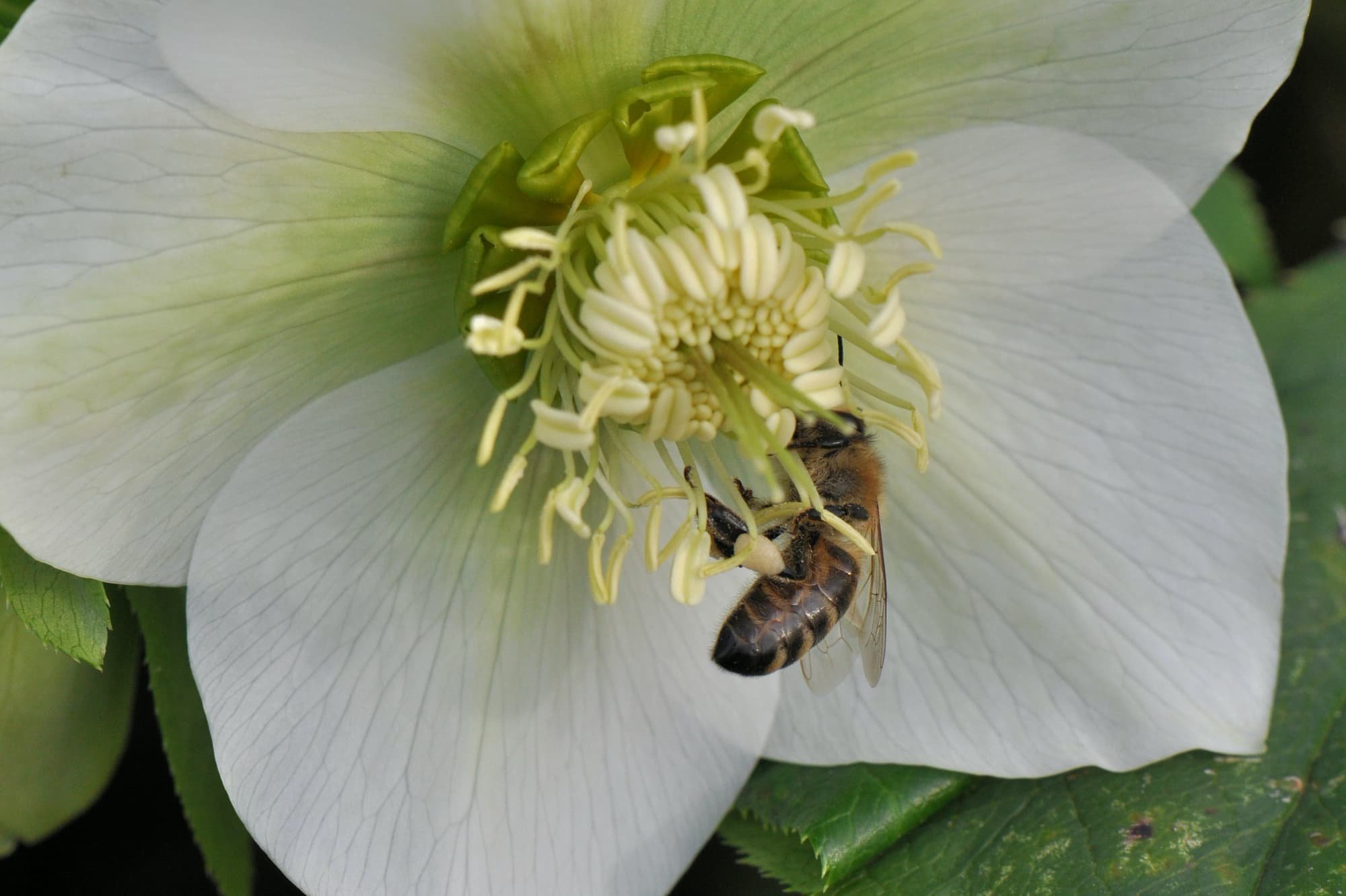 2014-02-24 Honingbij op helleborus.jpg