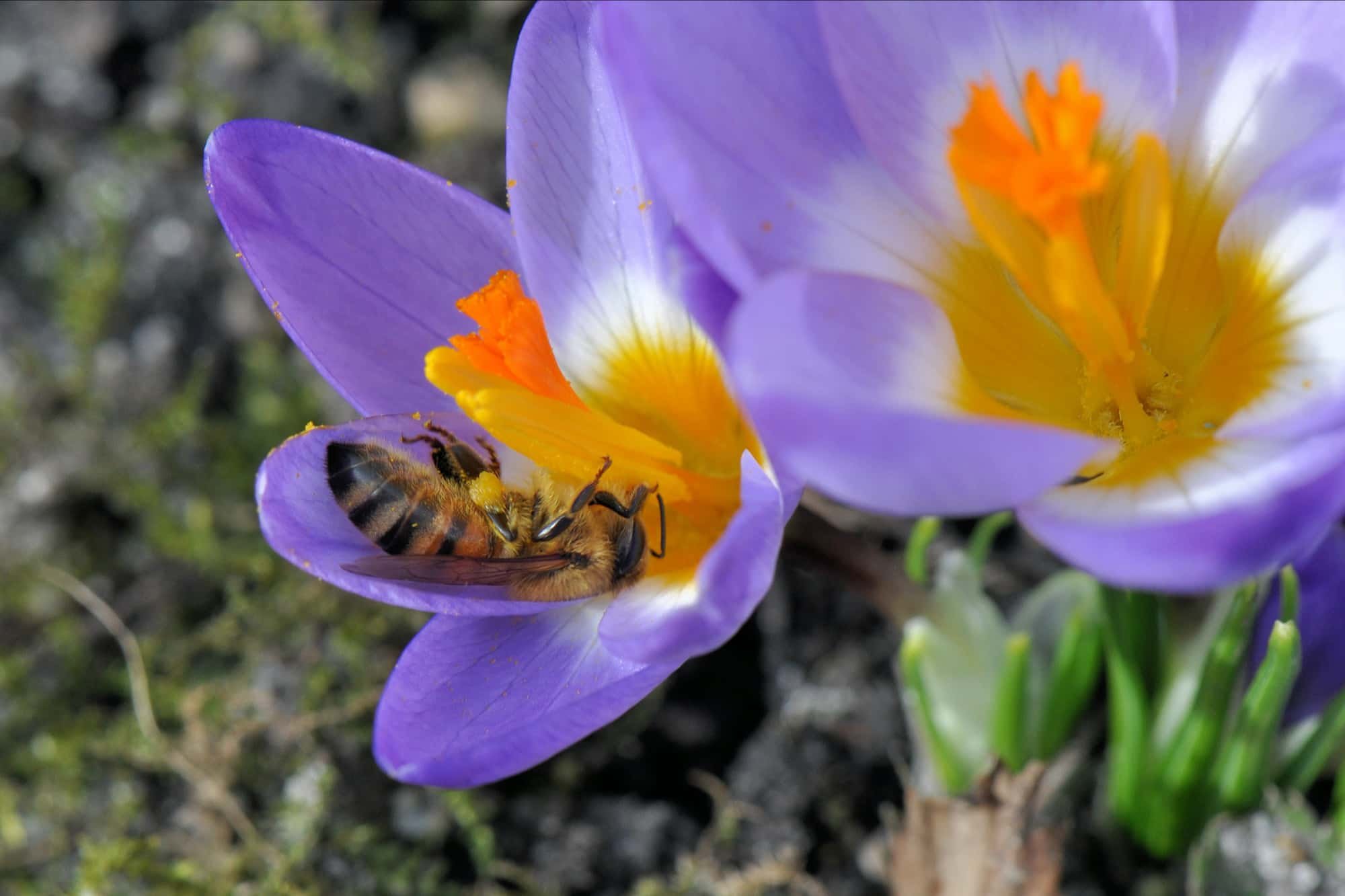 2014-02-24 Honingbij op krokus-2.jpg