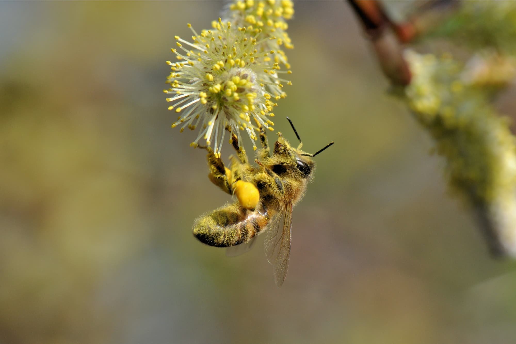 2014-03-10 Honingbij met klompjes-3 en nectar.jpg