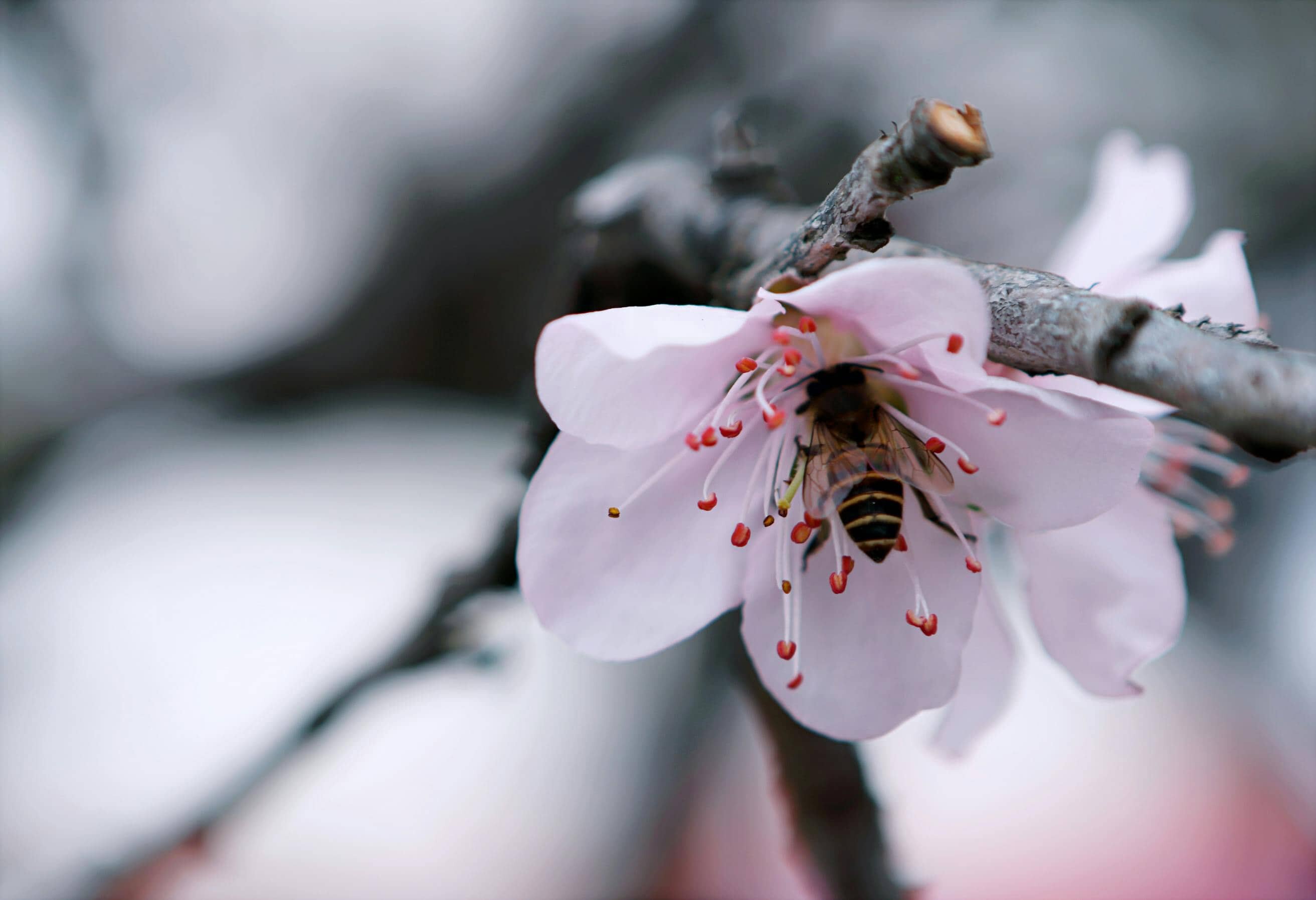 pexels-hieu-954127.jpg